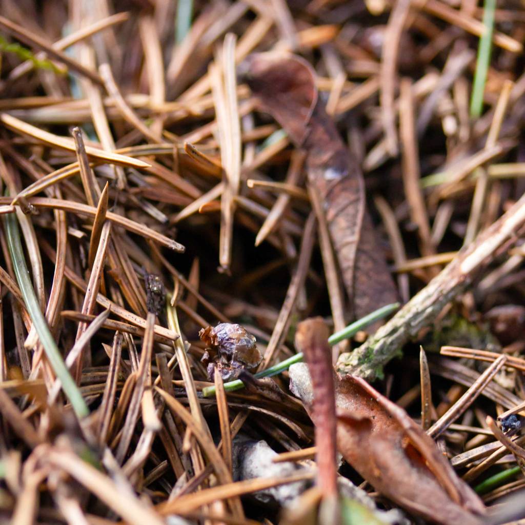 Forest Floor Pine Needles