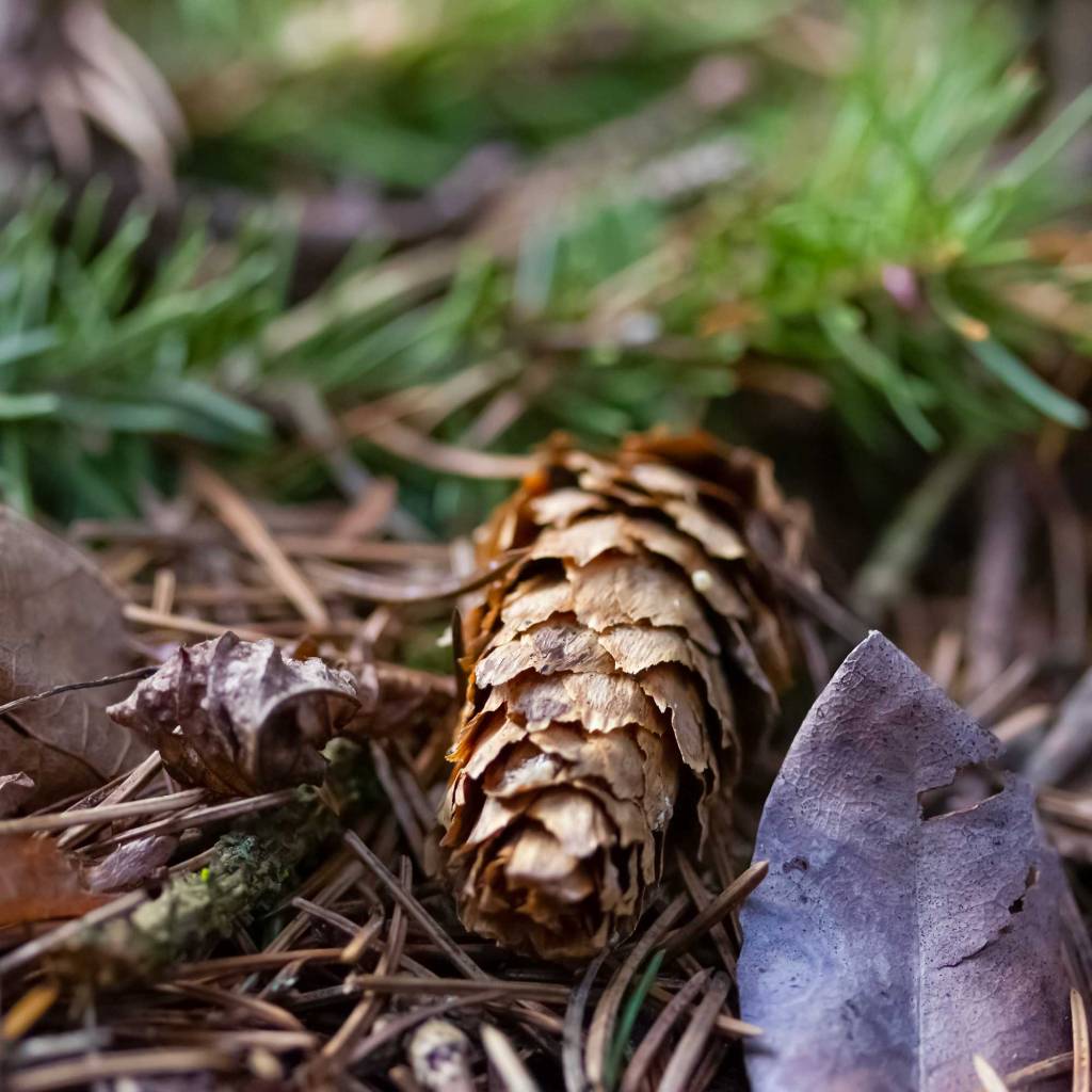 Forest Floor