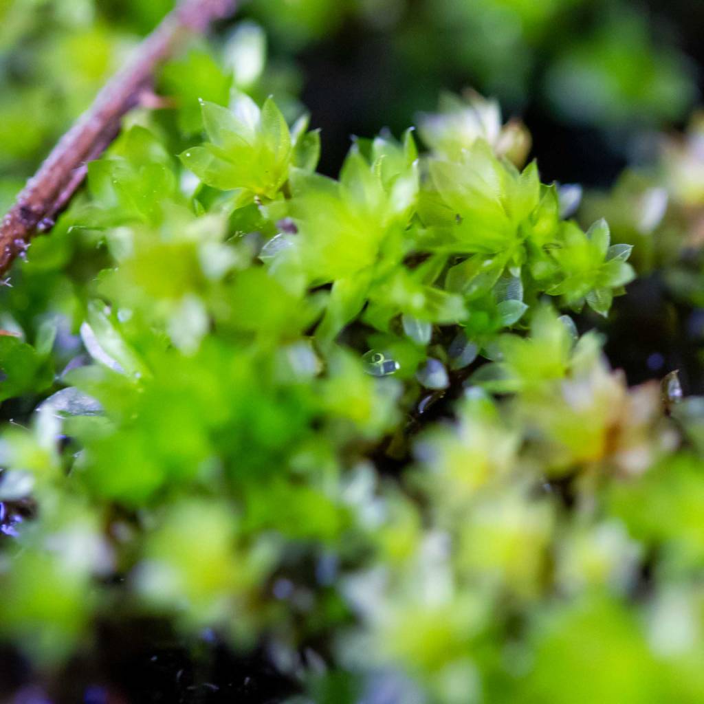 Toothed Plagiomnium Moss (Plagiomnium cuspidatum)