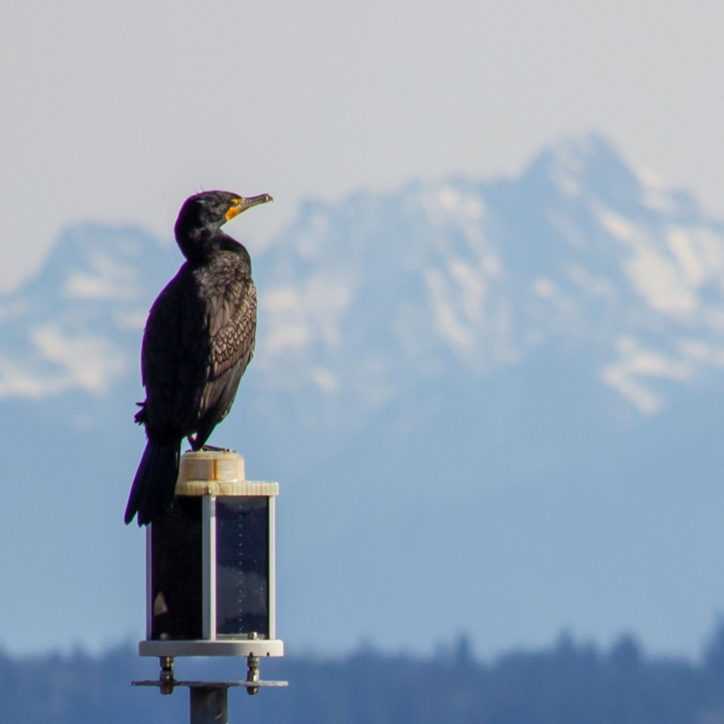 Pelagic Cormorant