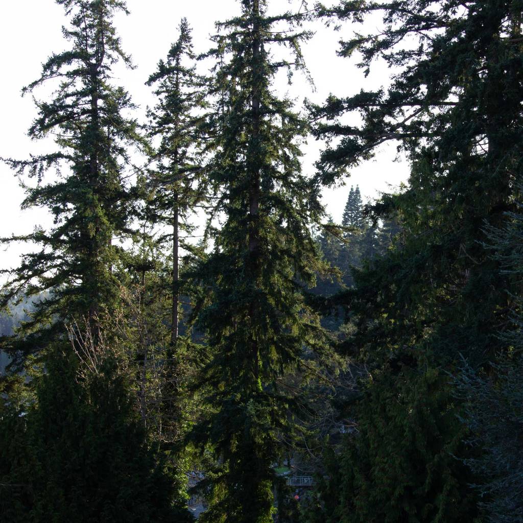Evergreen Landscape
