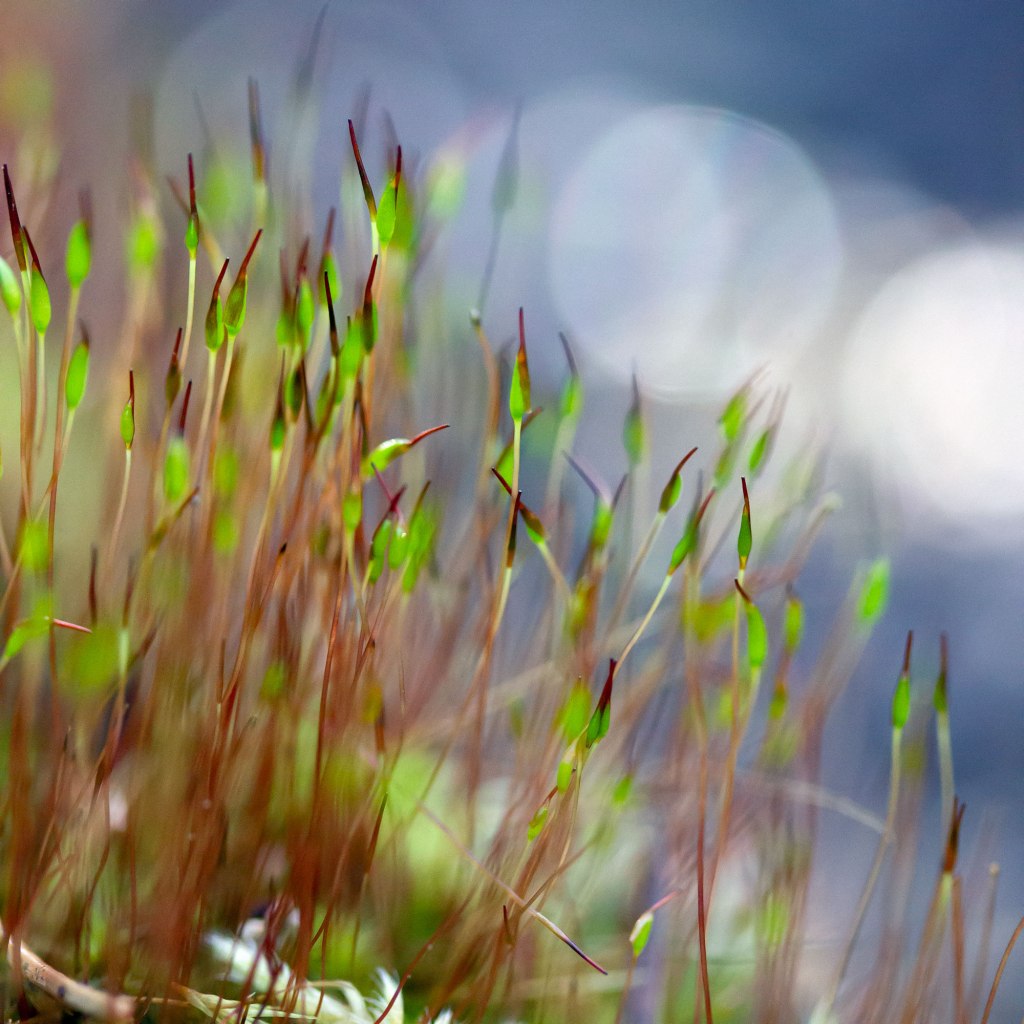 Macro Photography - Tortula muralis Moss