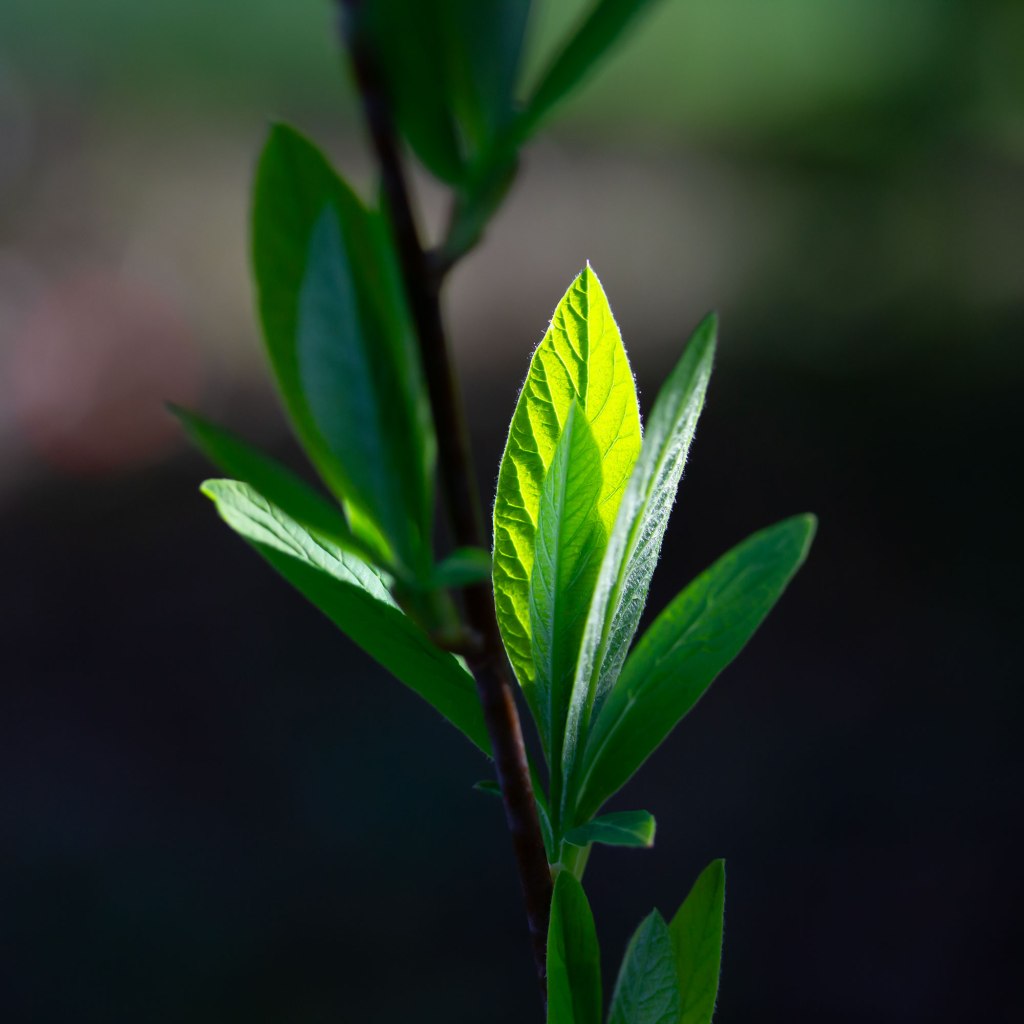 Spring Leaves