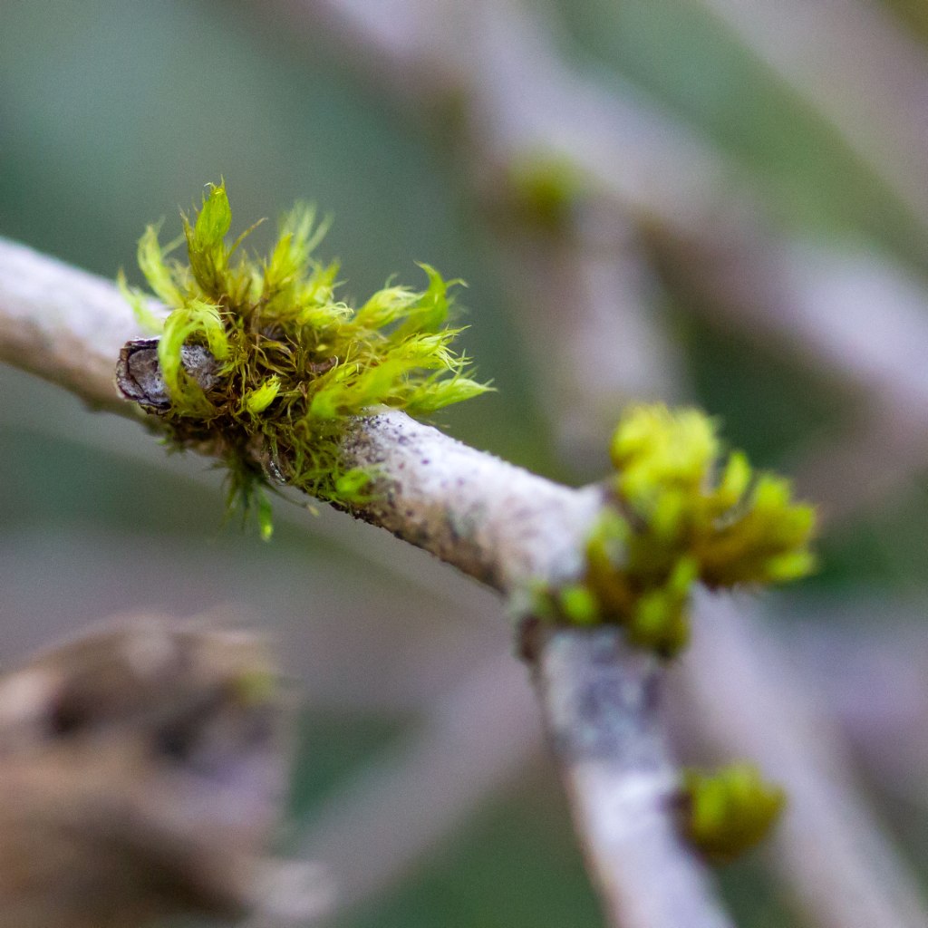 Lyell's Bristle-moss (Orthotrichum lyellii)