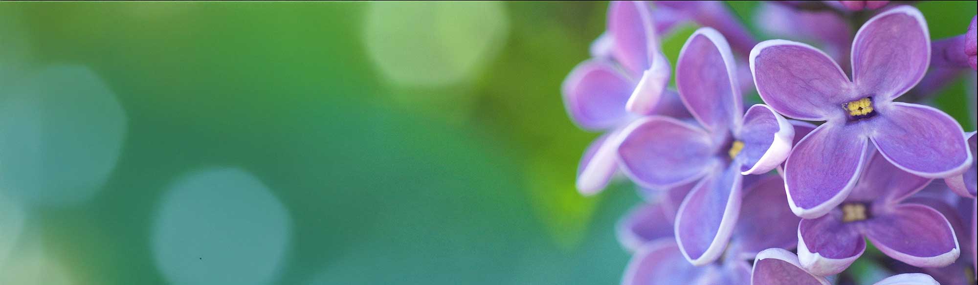 Spring Lilacs