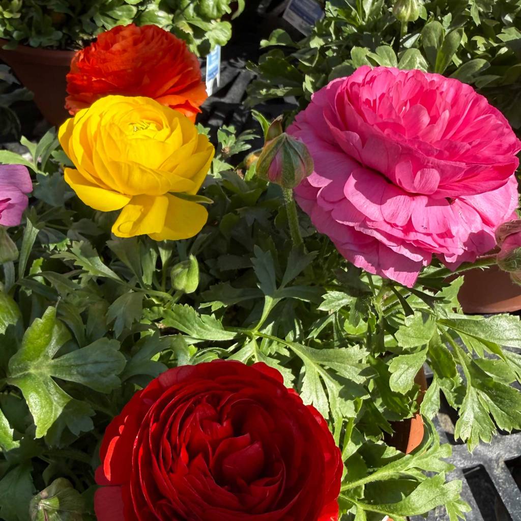 Persian Buttercup (Ranunculus asiaticus)