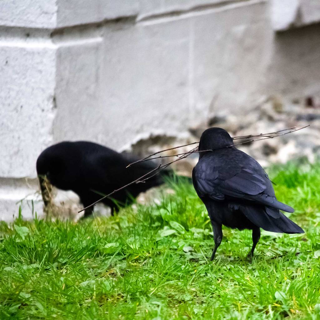 Team Work among Crows