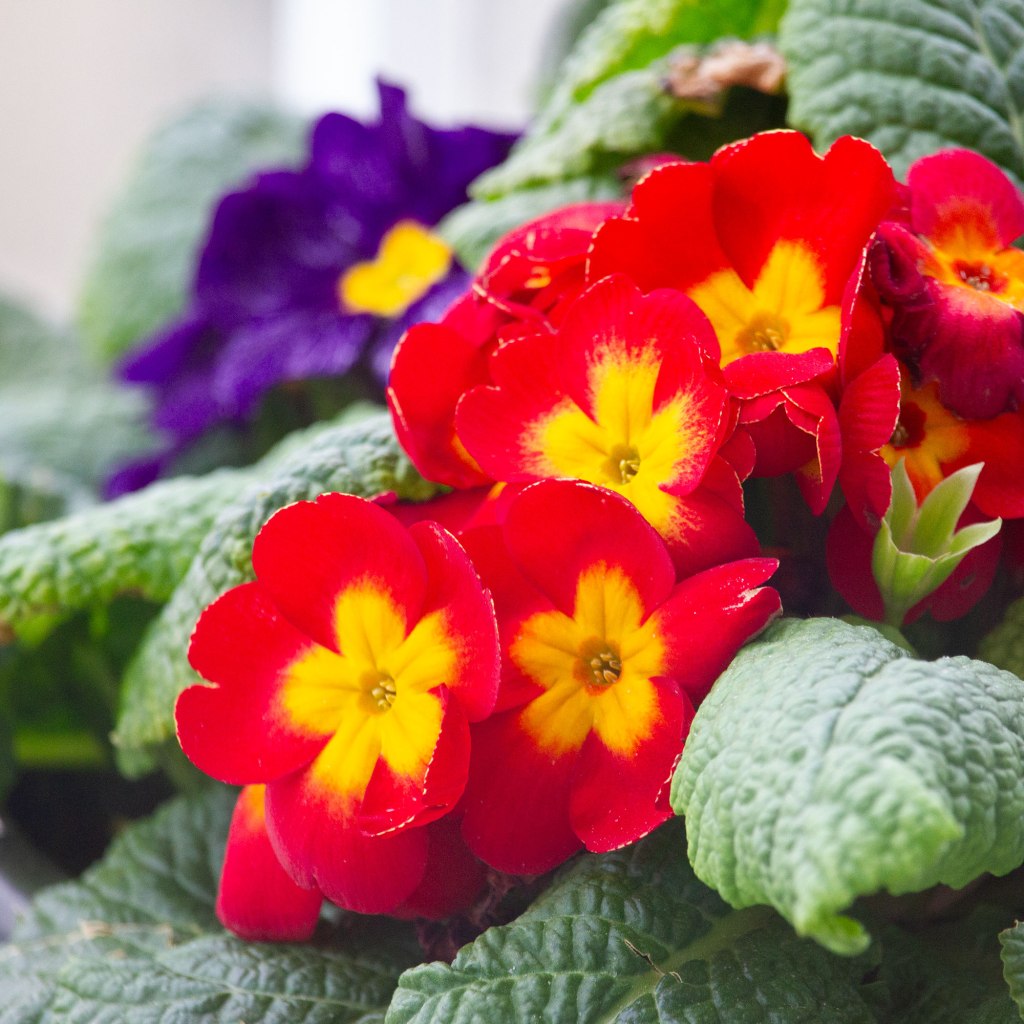 Primrose (Primula vulgaris)