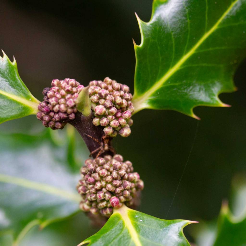 Common Holly (Ilex aquifolium) in Spring
