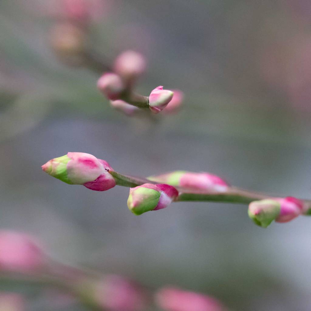 Red Huckleberry (Vaccinium parvifolium)