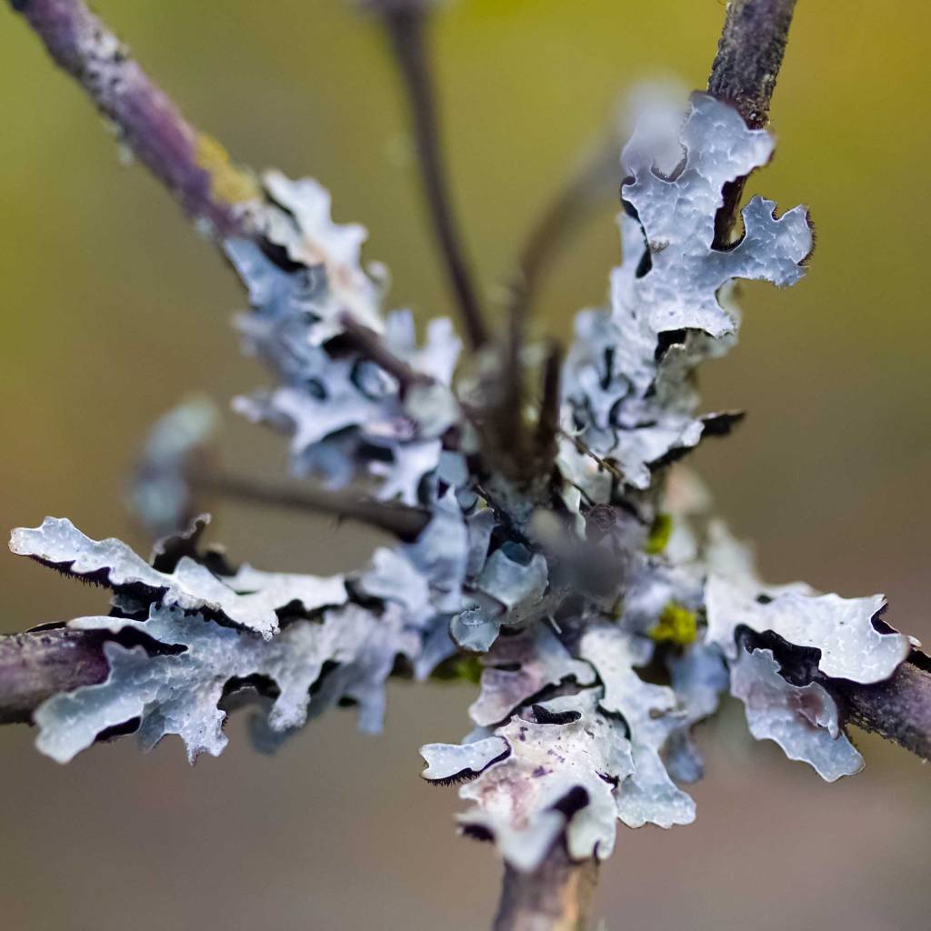 Parmeliaceae Lichen