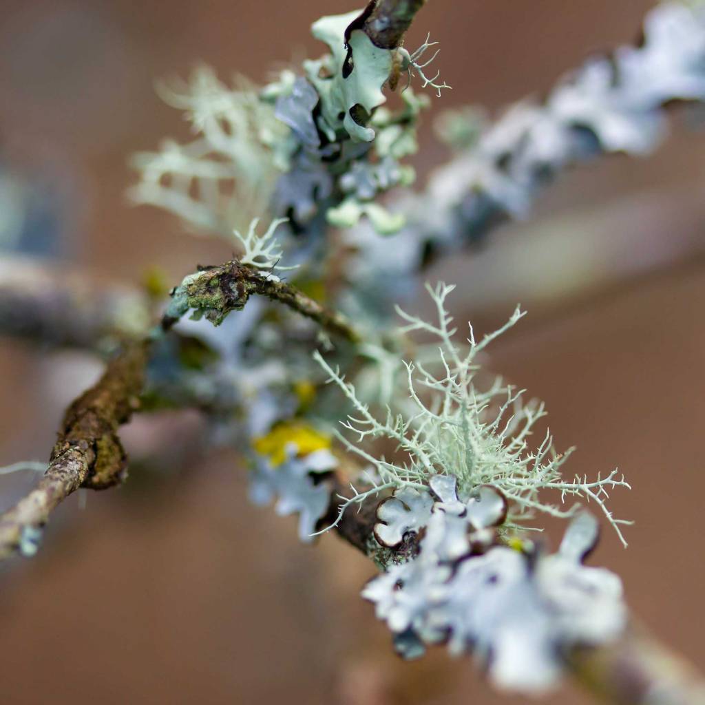 Rainforest Lichen (Parmeliaceae)