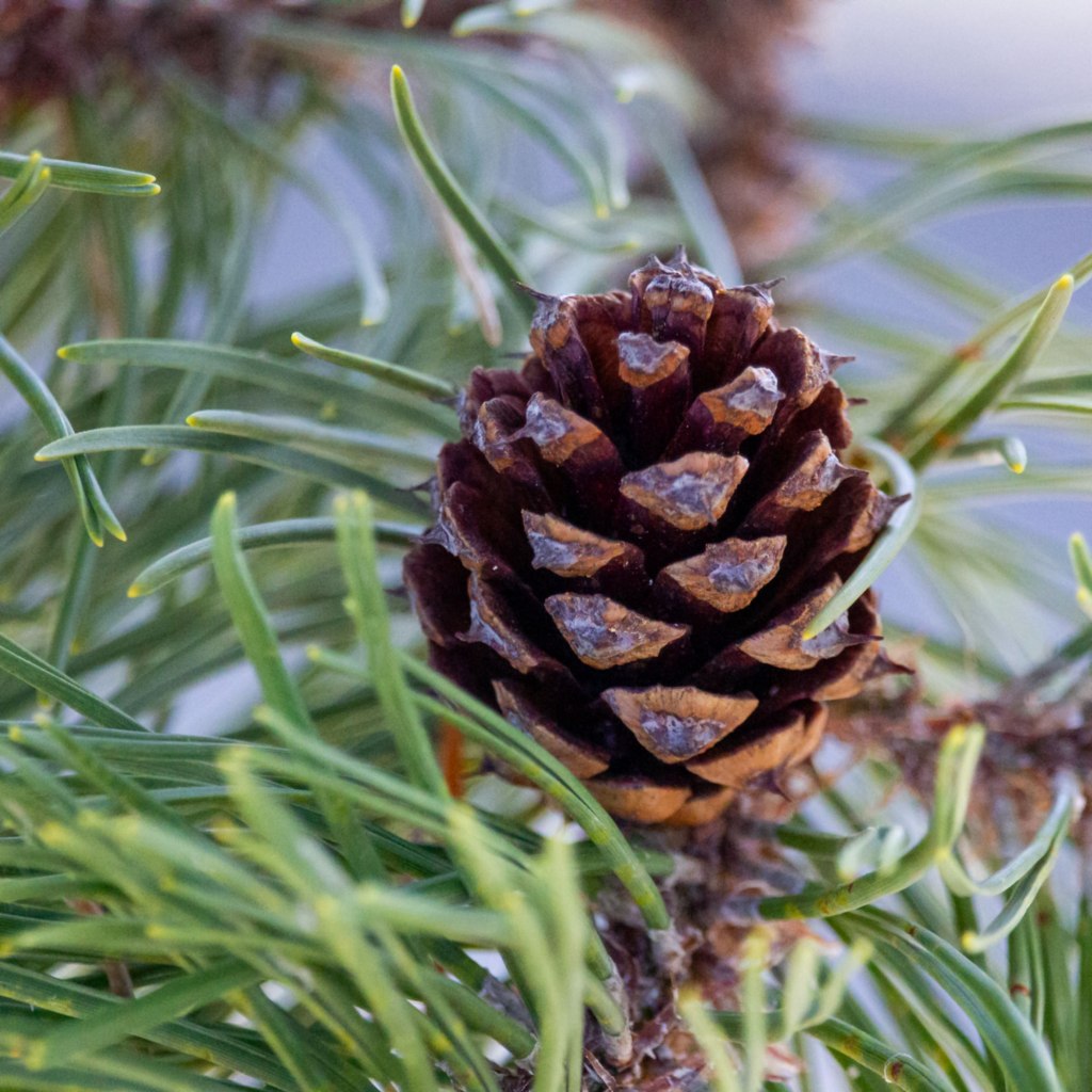Mountain Pine (Pinus mugo)