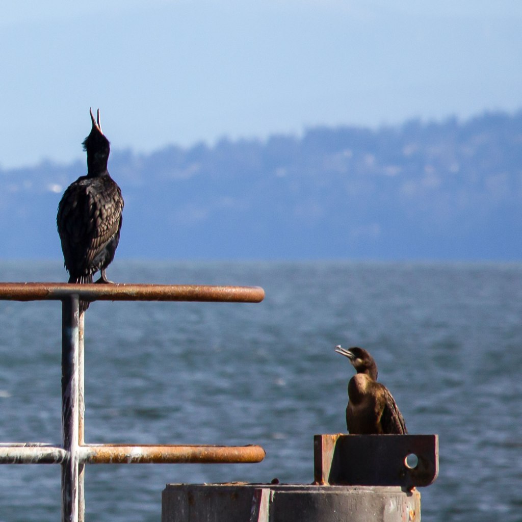 Pelagic Cormorants