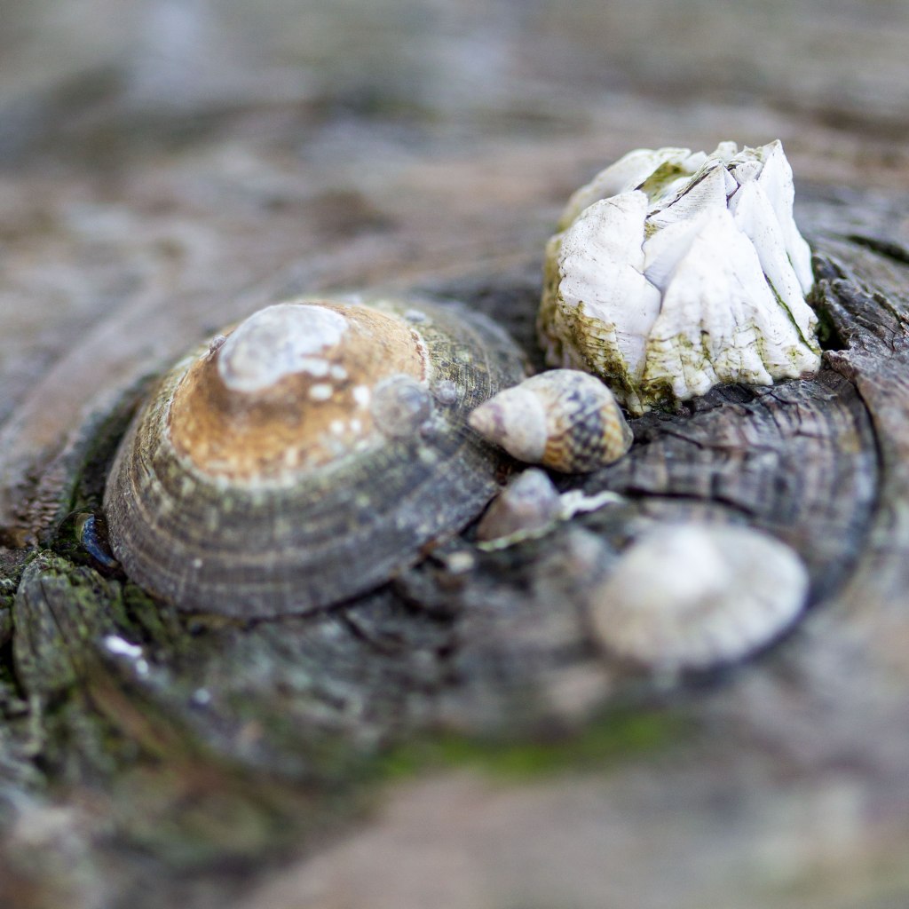 Barnacles and Mollusks