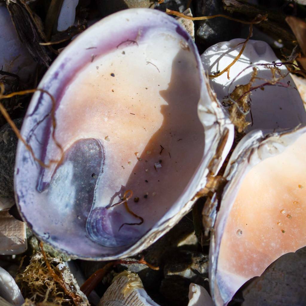 Shells On the Beach