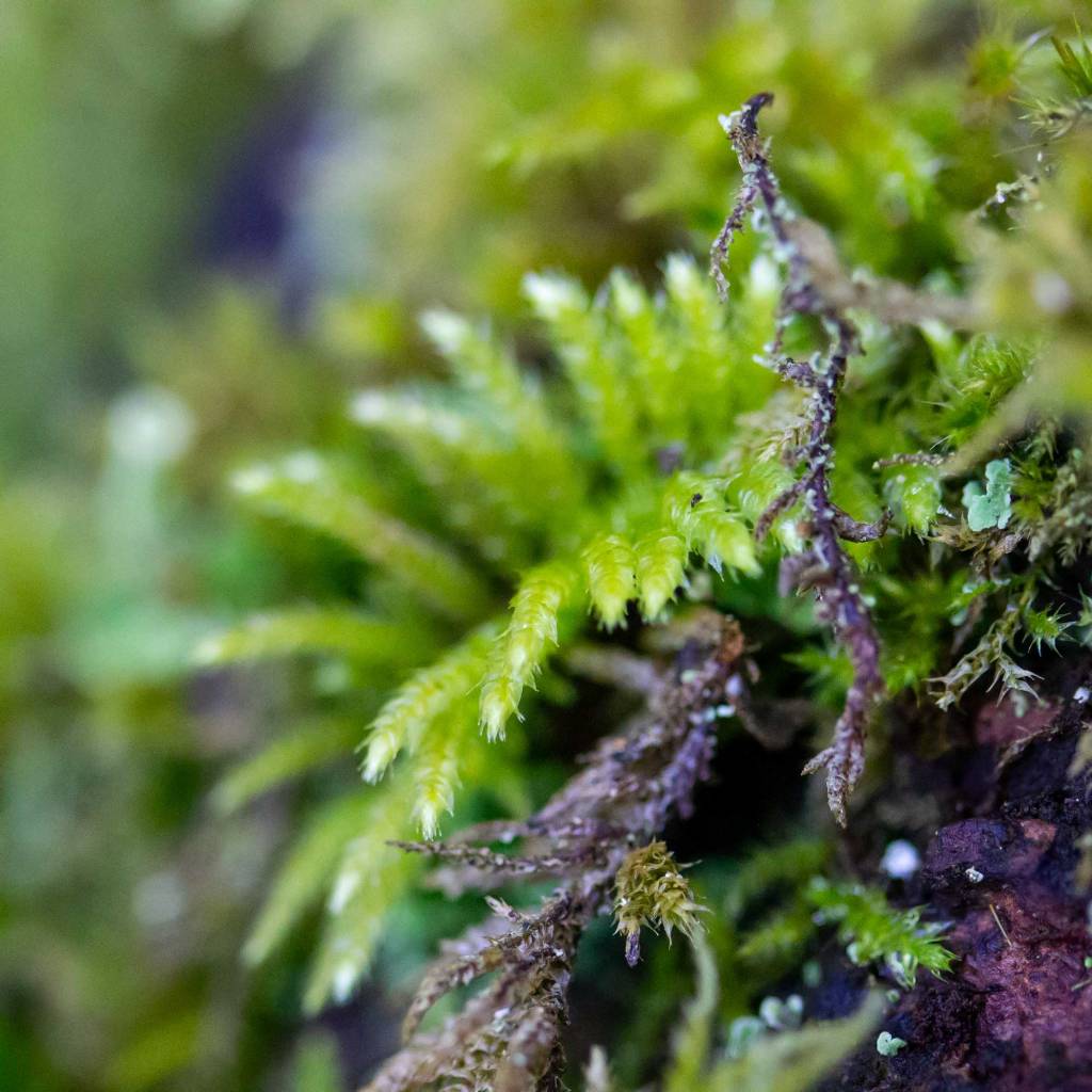 Delicate Fern Moss (Thuidium delicatulum)