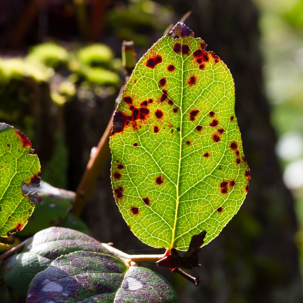 Red Spot on Leaves