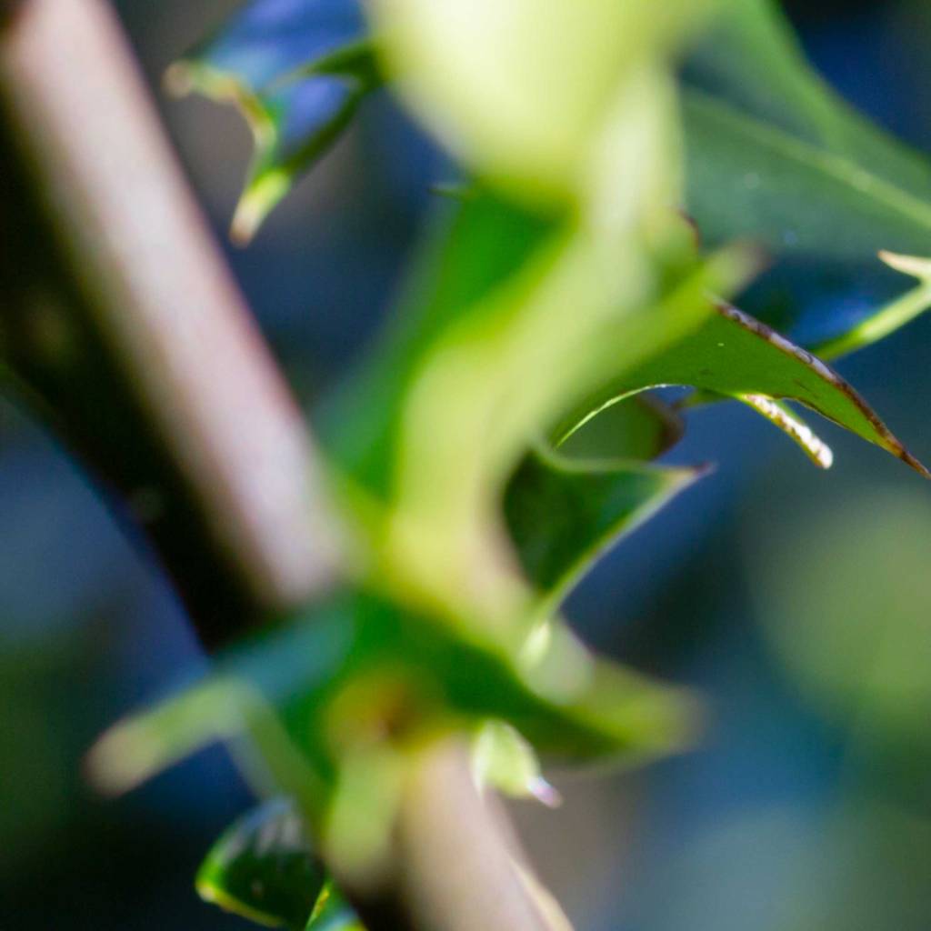 Common Holly (Ilex aquifolium)
