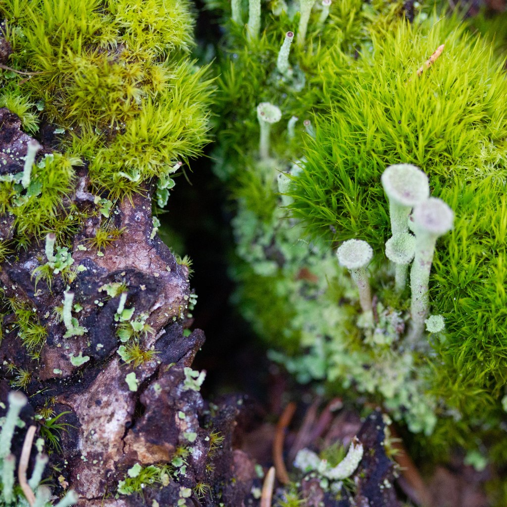 Mossy Bark and Pixie Cup Lichen