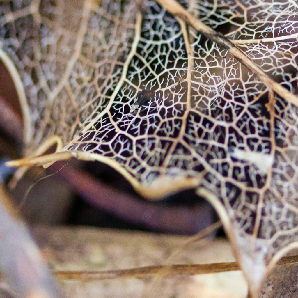 Common Holly Leaf Skeleton