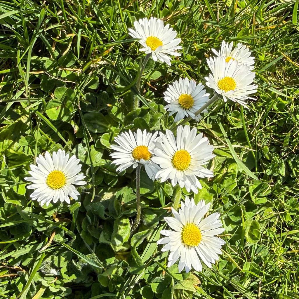 Common Daisy (Bellis perennis)