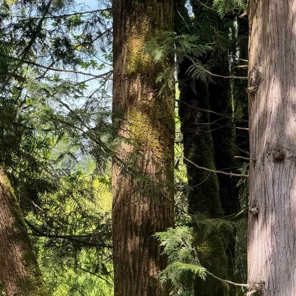 Cedar Grove of Trees