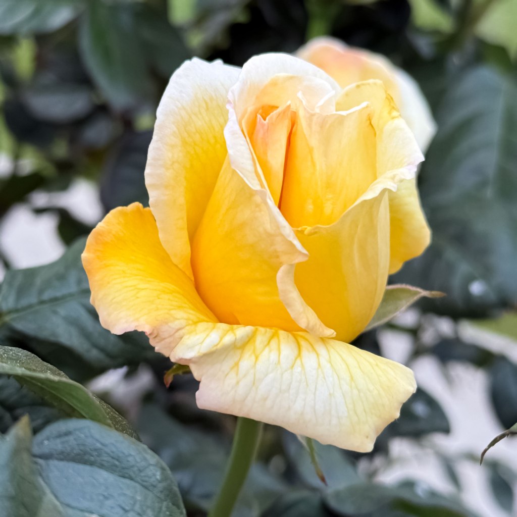 Yellow Rose