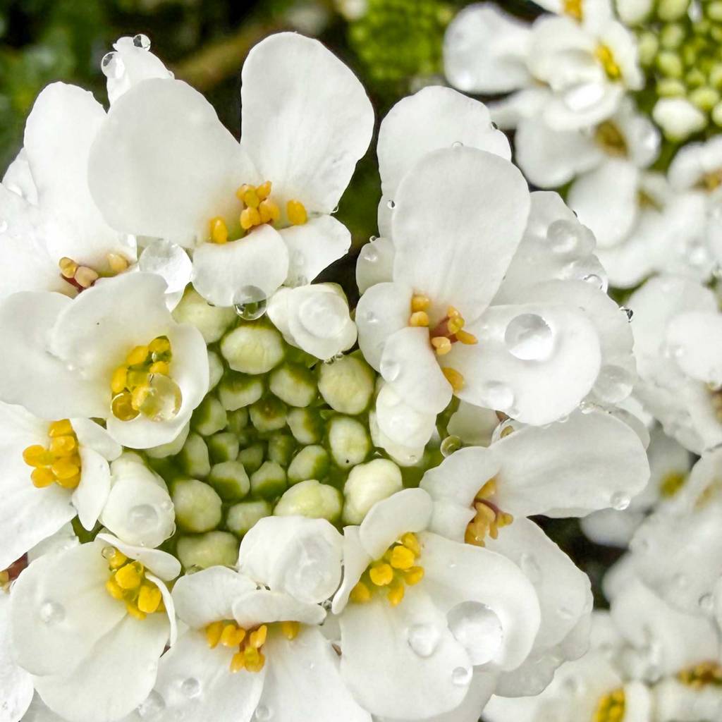 Sweet Alyssum (Lobularia maritima)