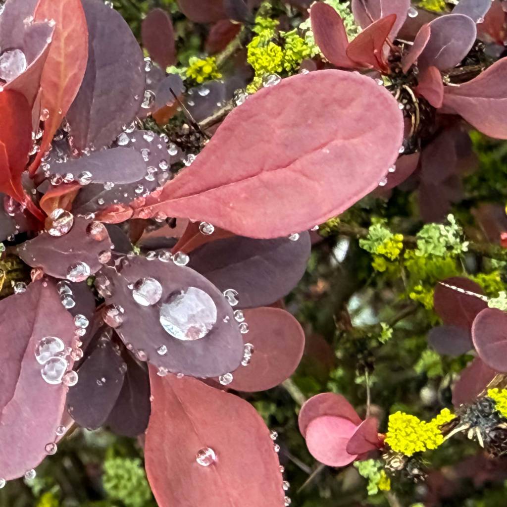Raindrops Clinging to Leaves