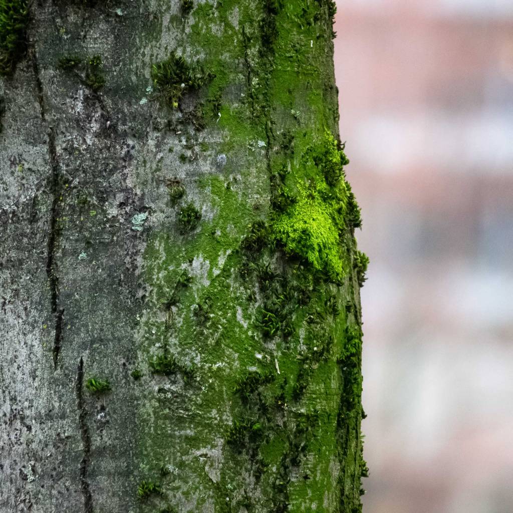 Mossy Tree Trunk