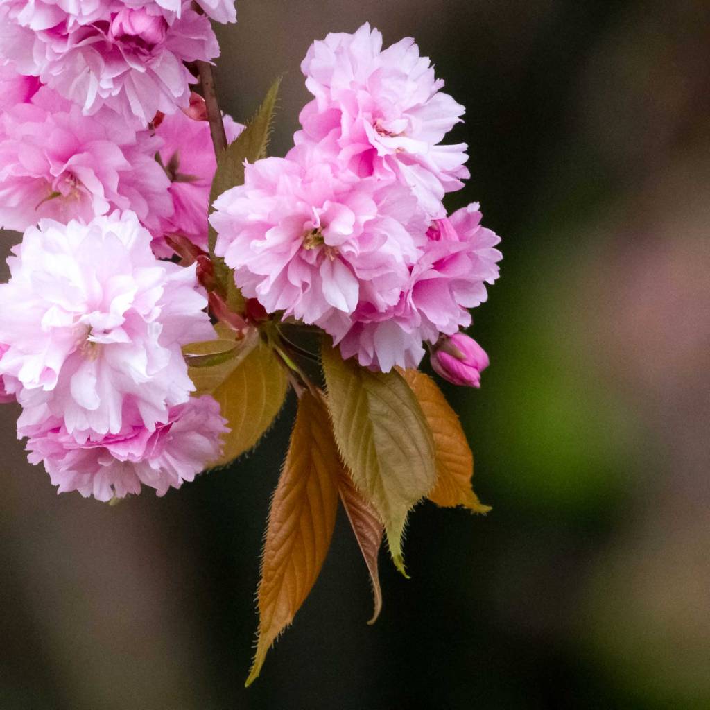 Japanese Cherry (Prunus Serrulata)