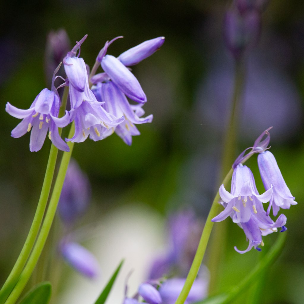 Wood Hyacinth (Hyacinthodes hispanica)