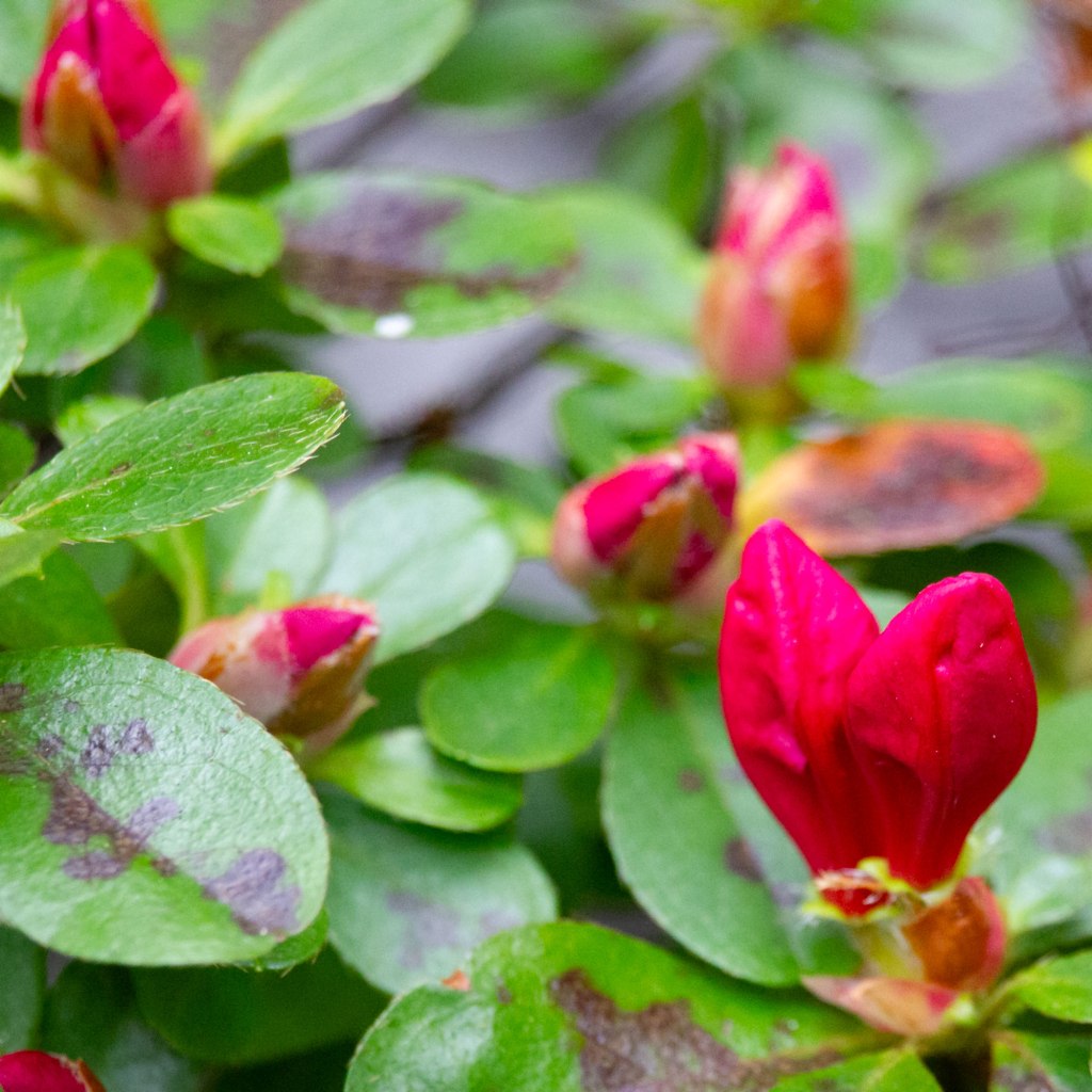 Awakening Azaleas