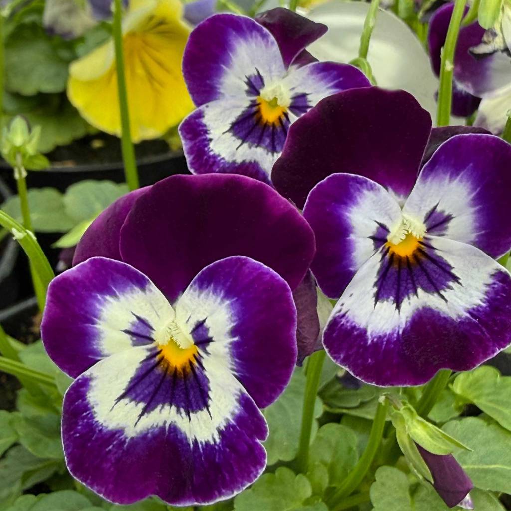 Pansy Flowers