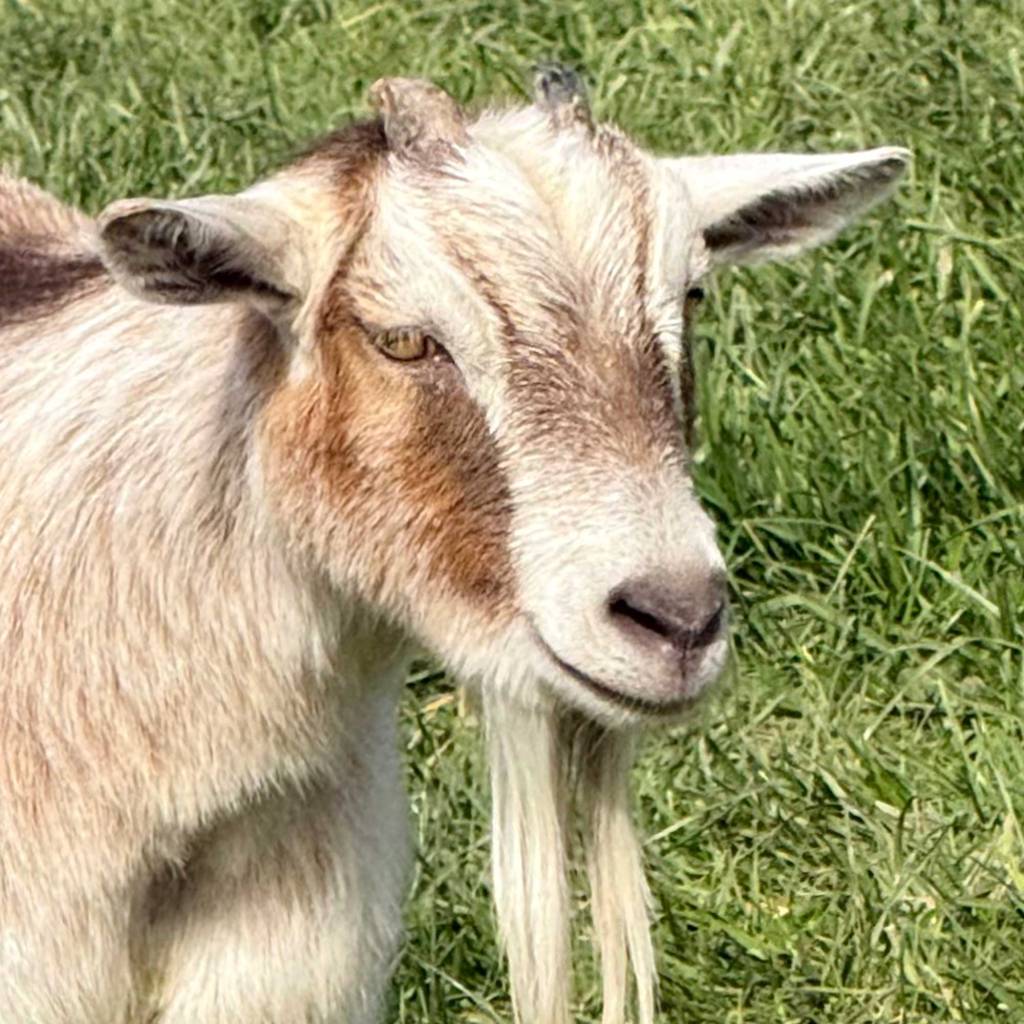 The Old Goat
