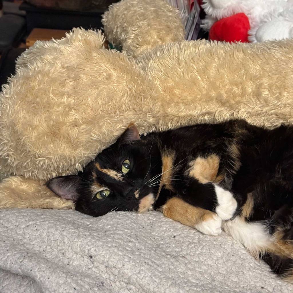 Sleepy Kitty