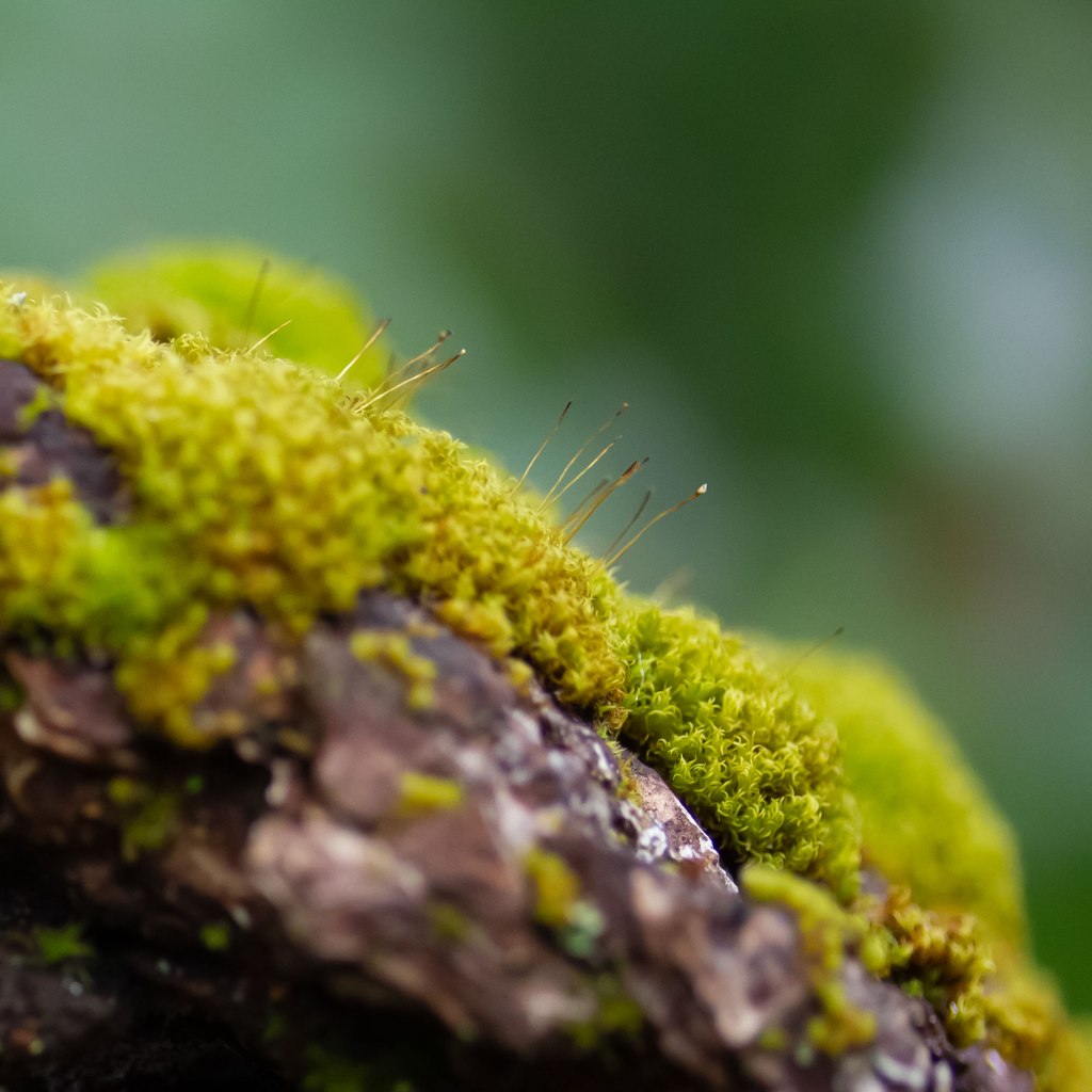 Mossy Root