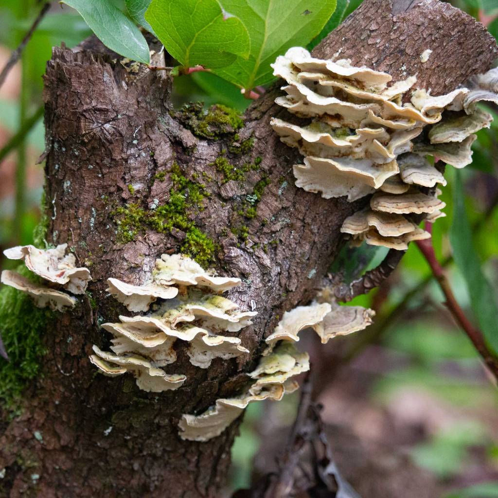 Mushrooms on Tree Trunk