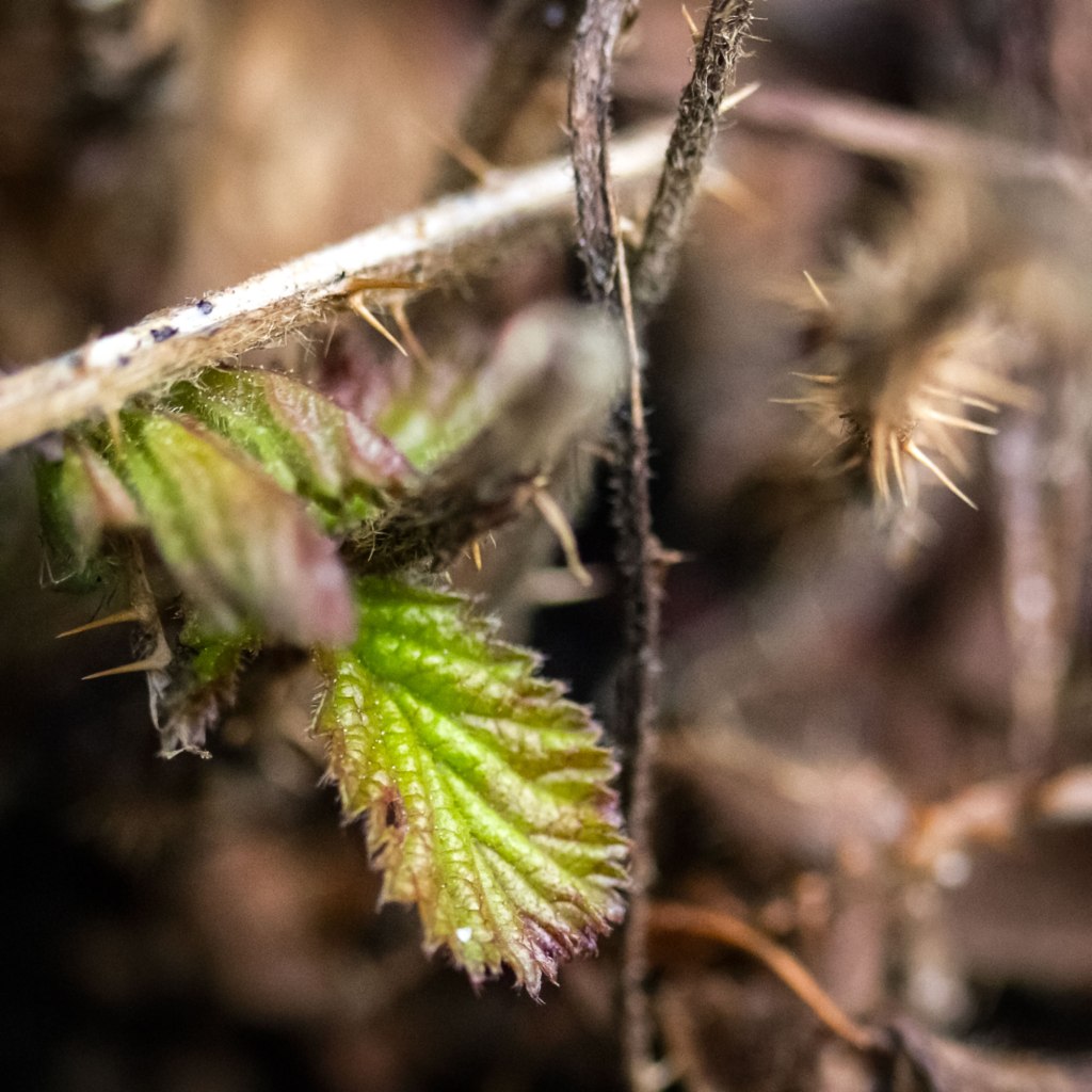 New Growth