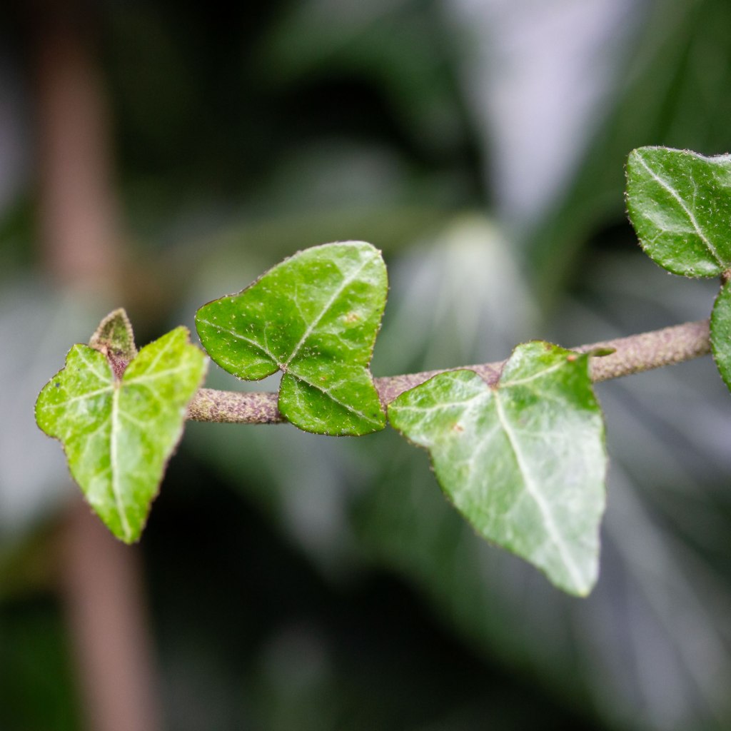 Ivy - New Growth