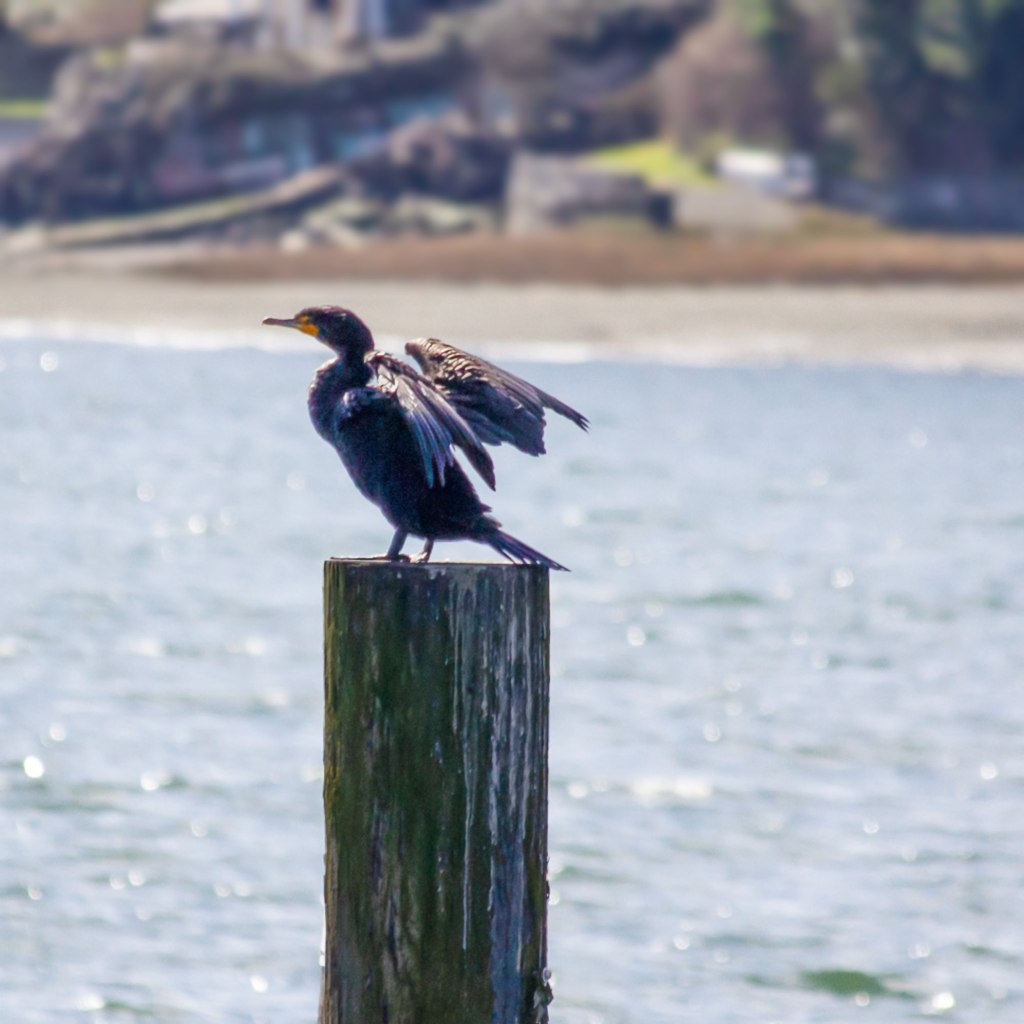 Joyous Sea Bird