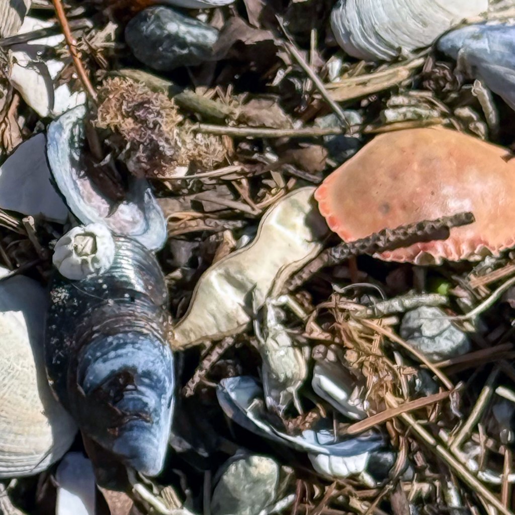 Seashore Detritus