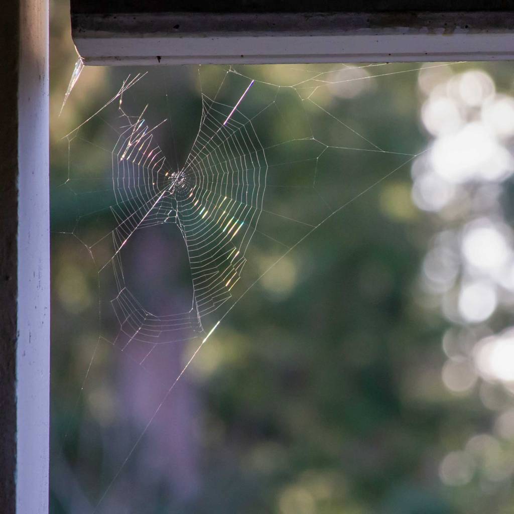 Spiderweb