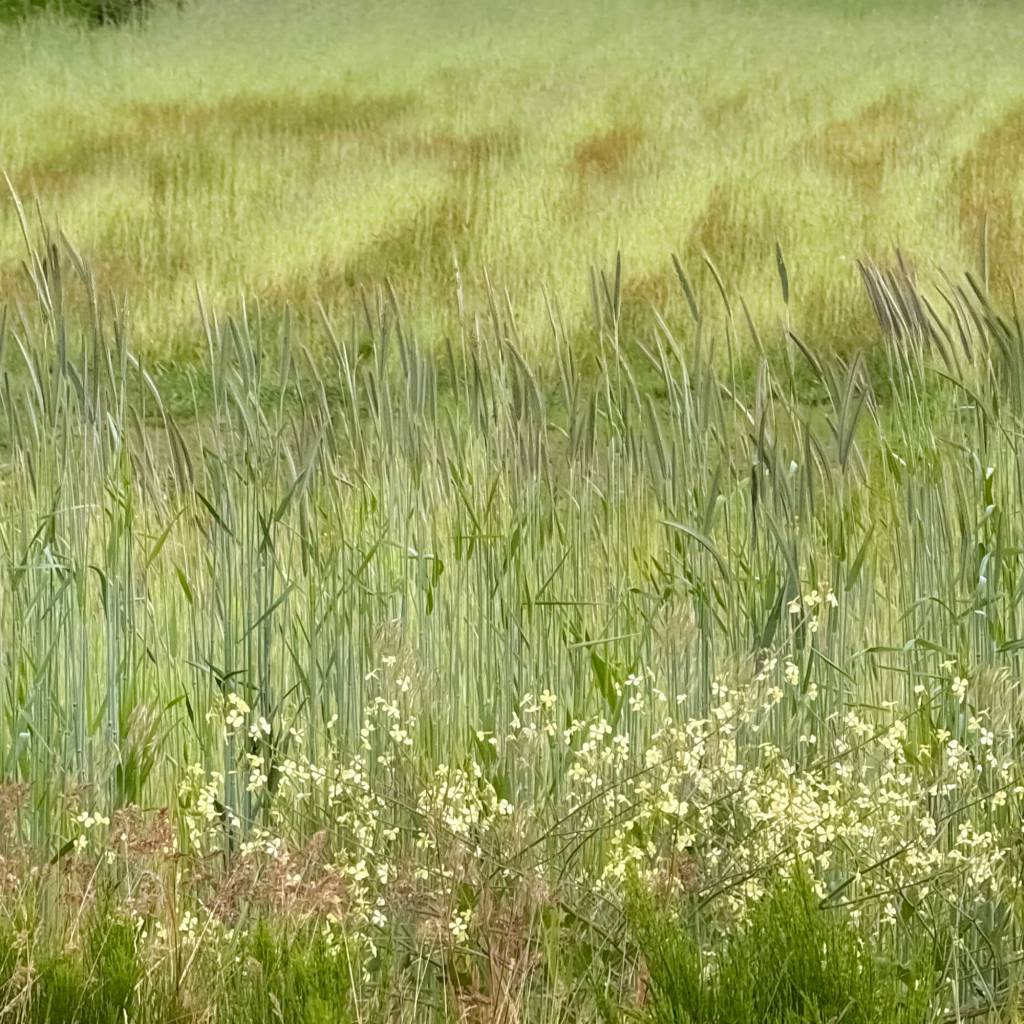 Layers of Green Grasses