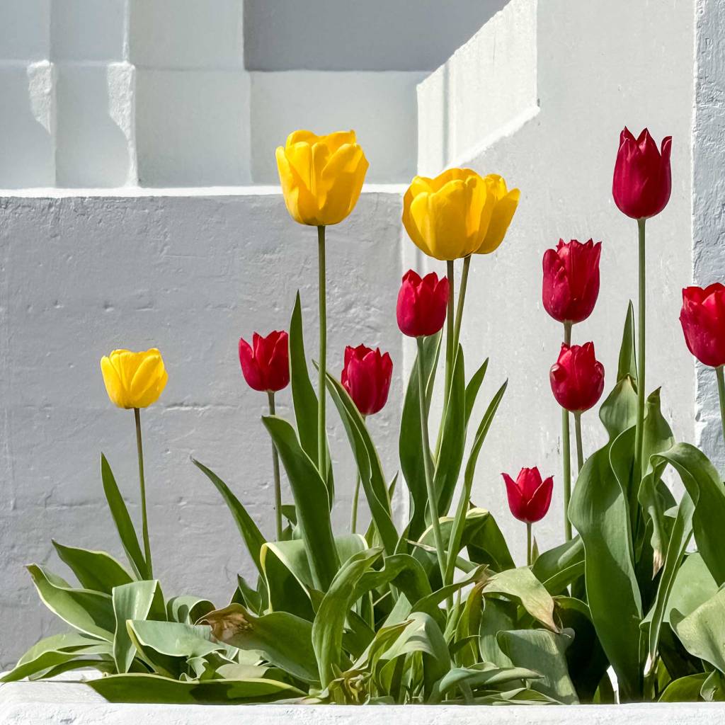 Pops of Color - Red and Yellow Tulips