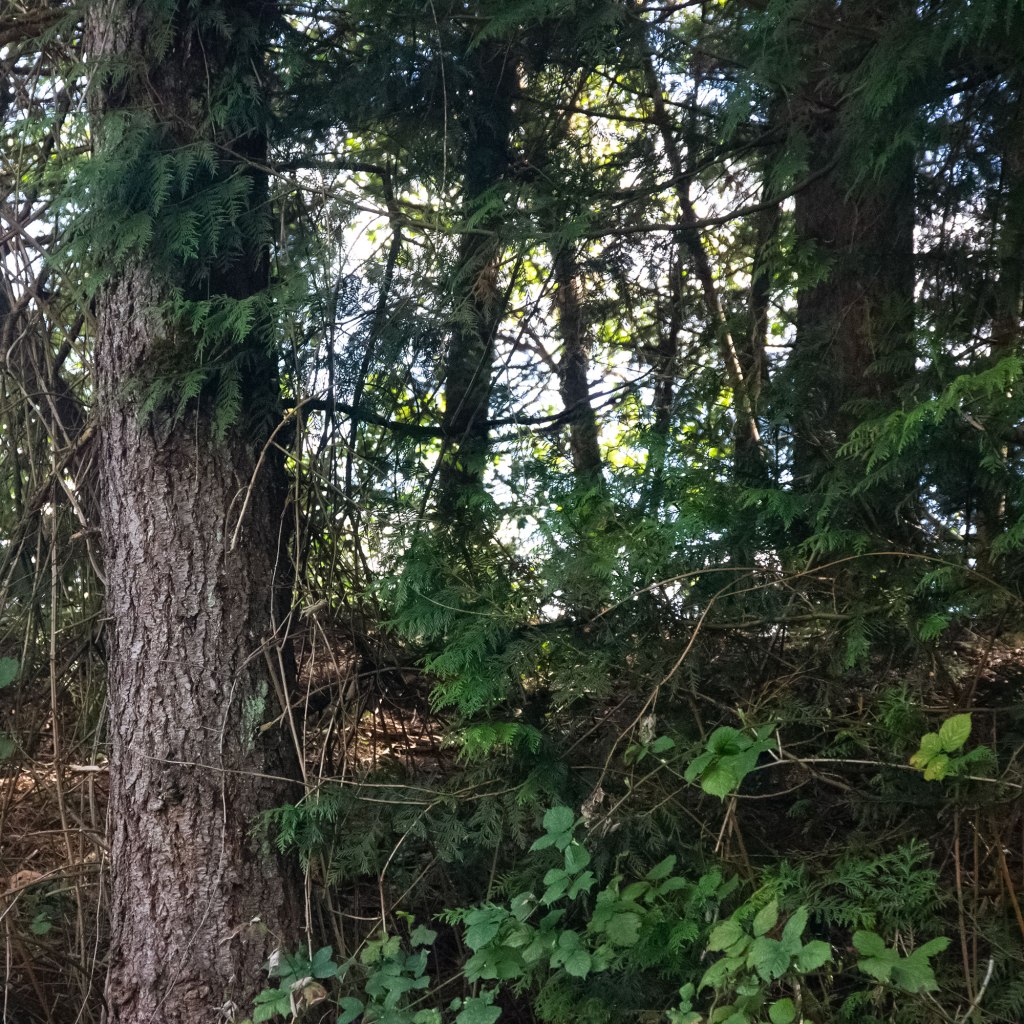 Cedar Woods - Western Red Cedar