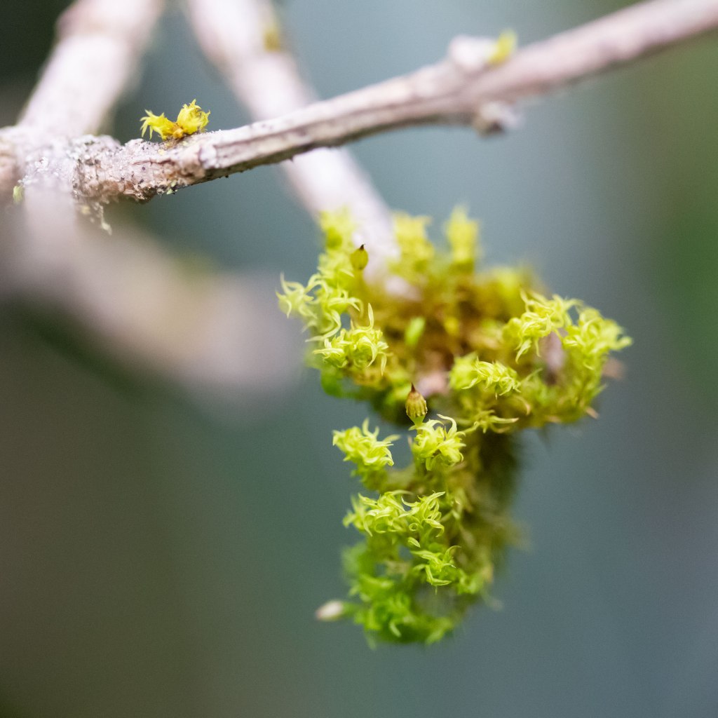 New Feather Moss