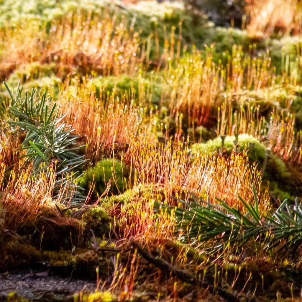 Sea of Moss