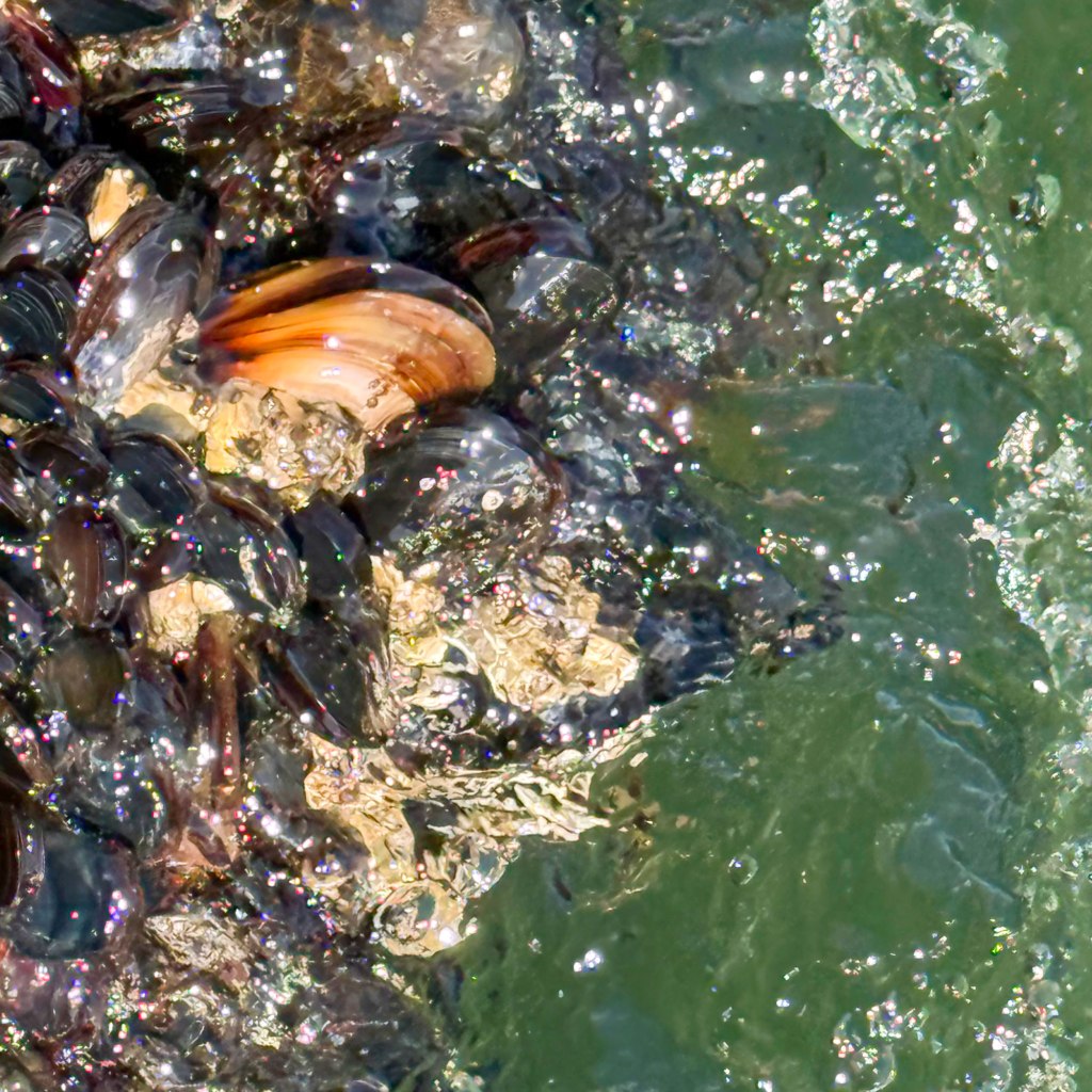 Cluster of Muscles and Mollusks